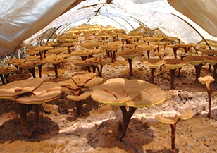 黄山生产基地